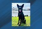 Image for story: K9 Niko passes away, leaving a legacy of noteworthy achievements