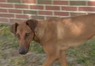 Image for story: To the rescue: Lanie the Doberman mix