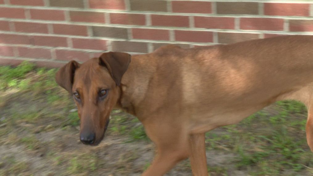 Lanie, a 1-year-old Doberman mix is available for adoption at the Craven Pamlico Animal Shelter. (Photo: Boynton Adams, NewsChannel 12)