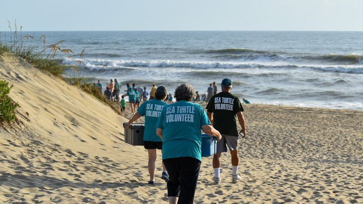 Image for story: Volunteers celebrate the return of rehabilitated sea turtles to the ocean
